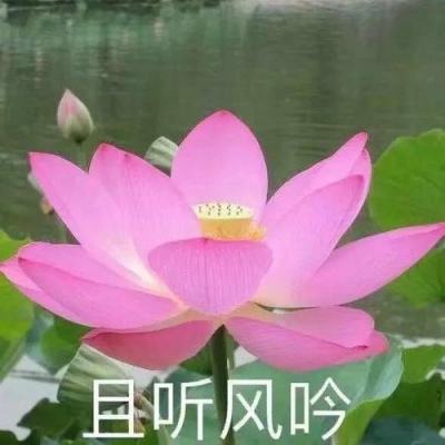 古墓迷城bt版下载